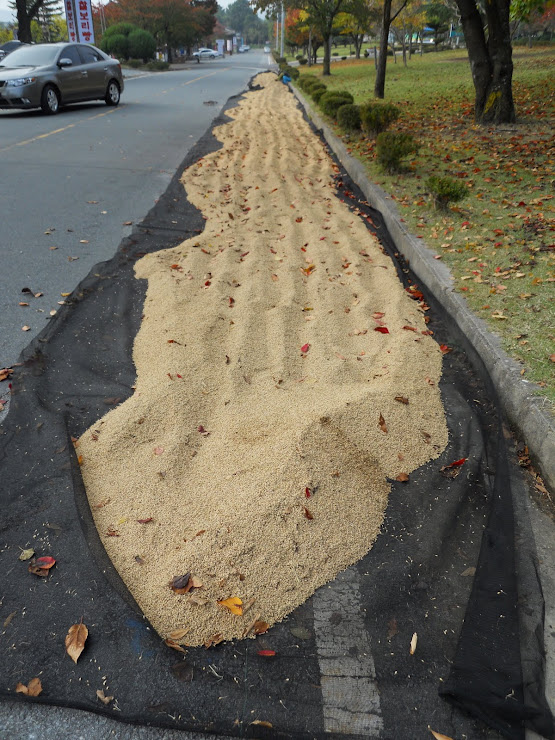 Rice drying.