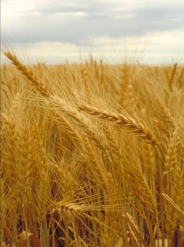 Wheat, Trigo, Triticum Spp