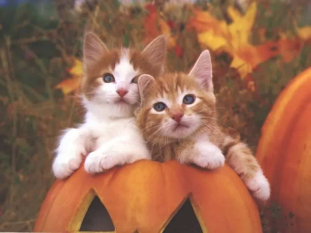 http://2.bp.blogspot.com/_aHAfHS8iZmM/TA0egwqDgJI/AAAAAAAAAIE/1m4M-6jUp0Q/s1600/gatos-007.jpg