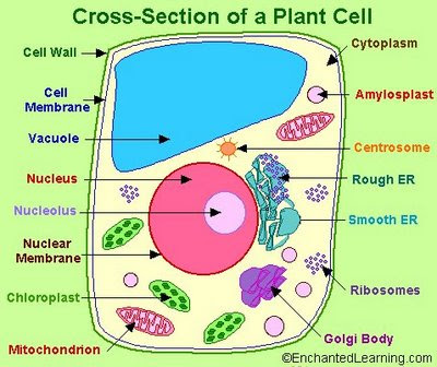 Sample+of+Plant+Cell+Projects The small but sexy side: "PLANT CELL PROJECT FOR ELEMENTRY SCHOOL"