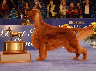 Irish Setter National Dog Show | clooney an irish setter wins quot best in show quot for 2010 Irish Setter National Dog Show | clooney an irish setter wins quot best in show quot for 2010