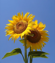 I GIRASOLI