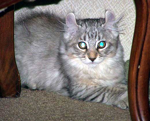 Arctic Curl Cat