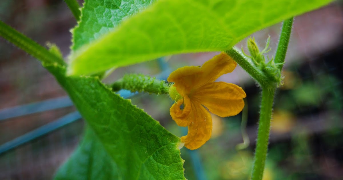 Urban SelfSufficientist Growing Japanese Cucumbers