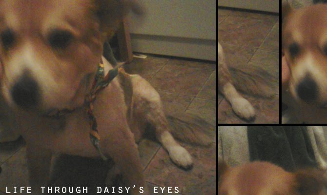 Life Through Daisy's Eyes
