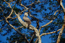 Aguila Arpia Canda