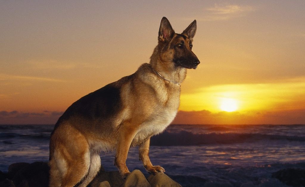 My Dog: German Shepherd