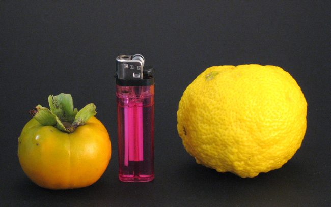 Yuzu Fruit