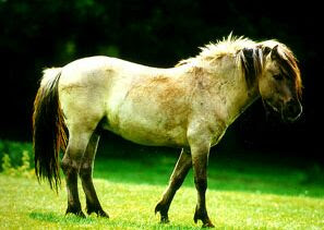 animales extintos animales extintos