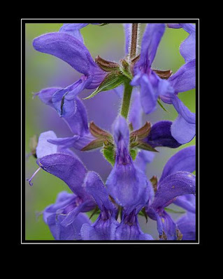entornos / Alcarria, fuentes, flora y fauna: salvia