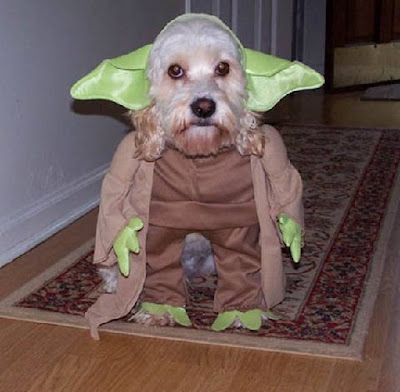 Yoda Beard