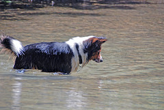 Fische im Wasser