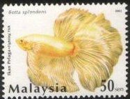 [FightingFish_50sen.jpg]