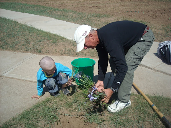 Planting the Iris