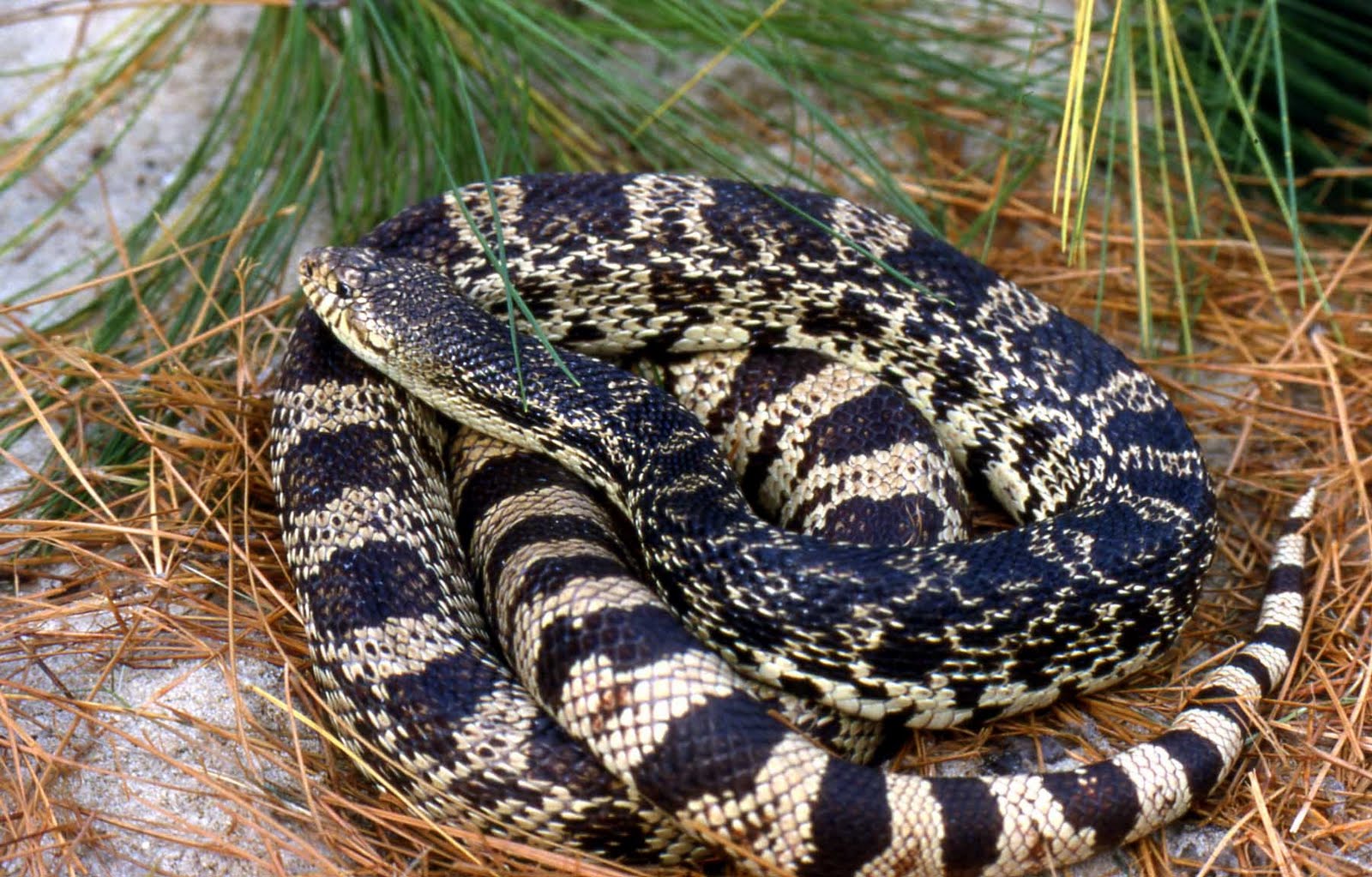 south louisiana snakes