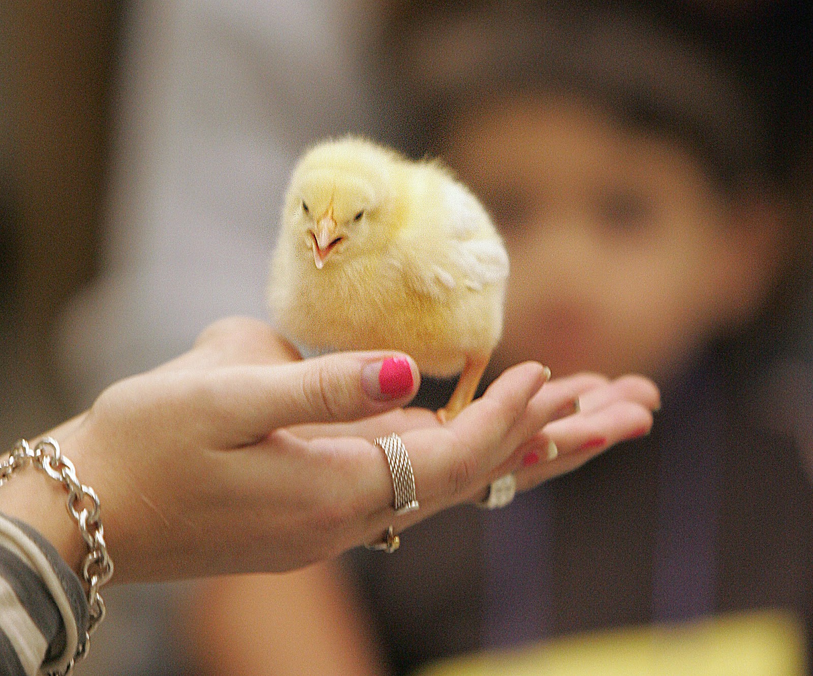 Story By Doug Oakley: Ahhhh, Baby Chicken!!!