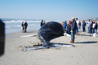 Beached Whale At Oak Island Beached Whale At Oak Island