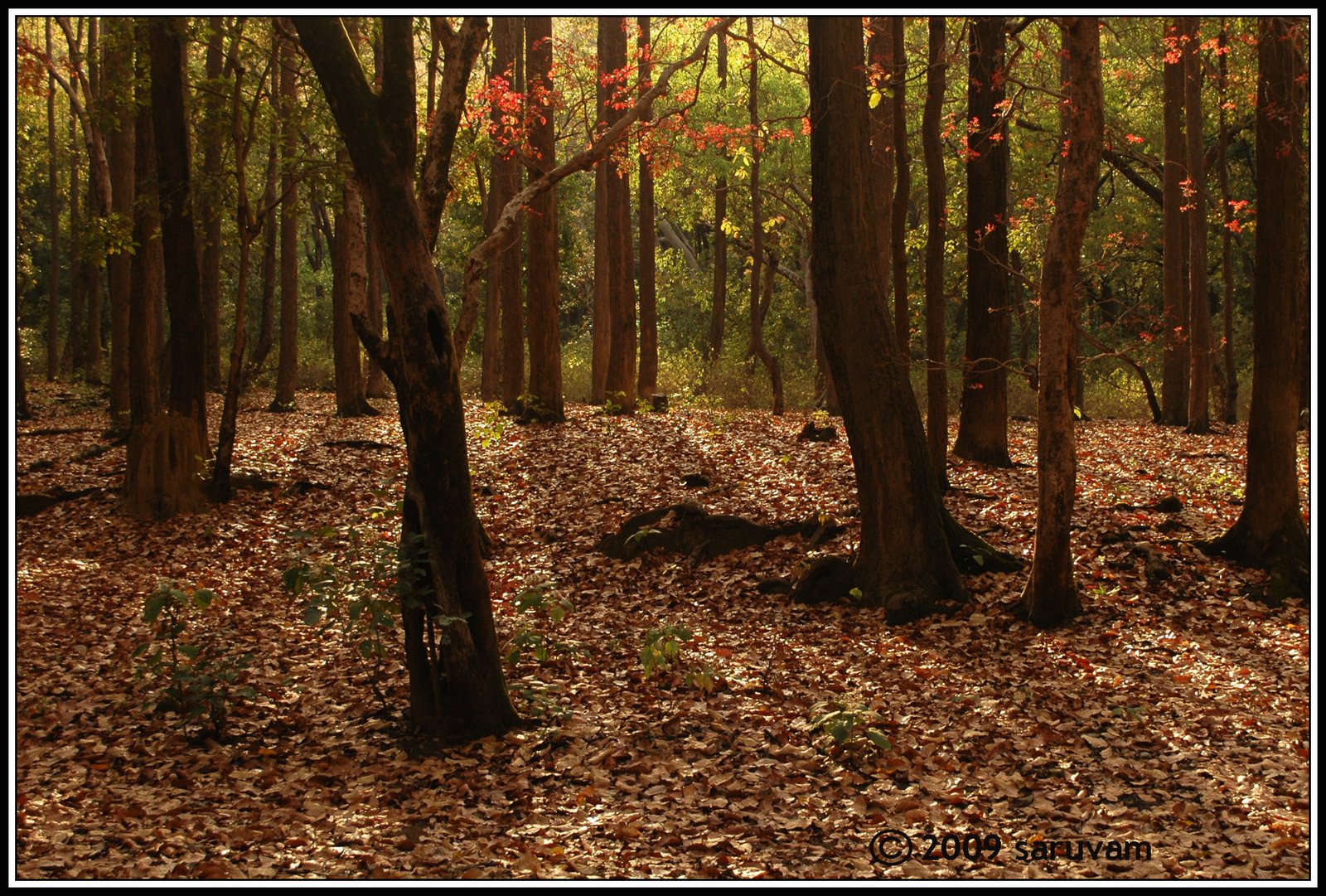 [forest_fall.jpg]