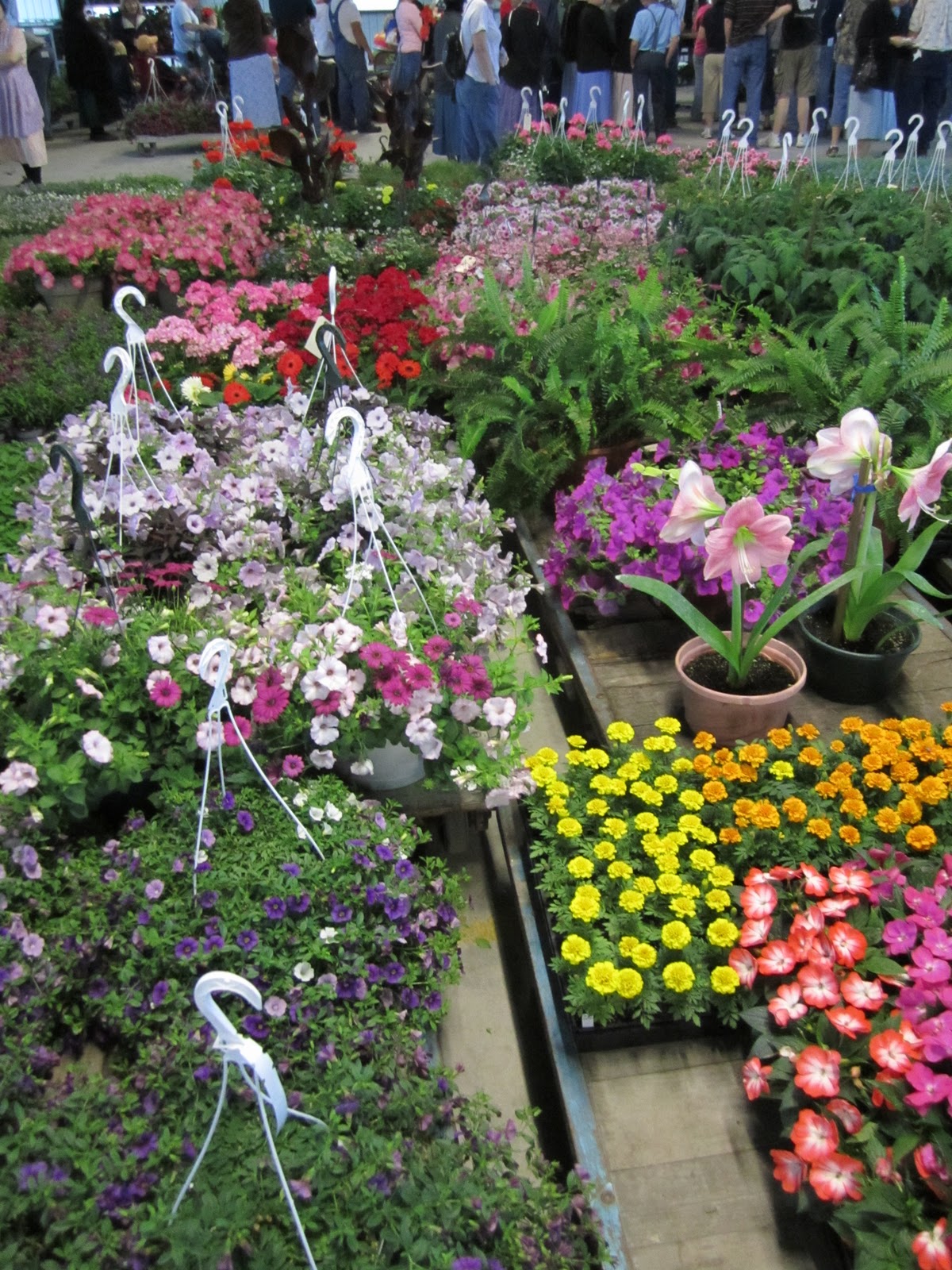 Gone Walkabout Amish Plant Auction