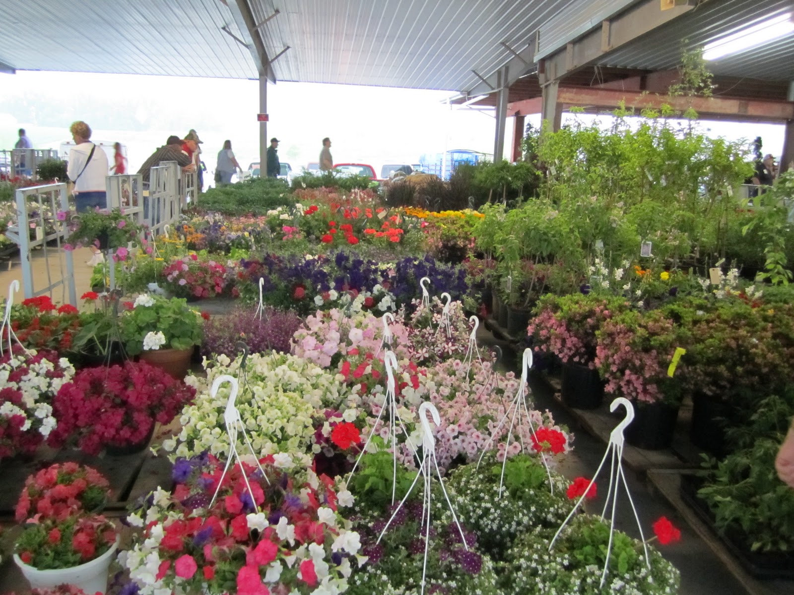 Gone Walkabout Amish Plant Auction