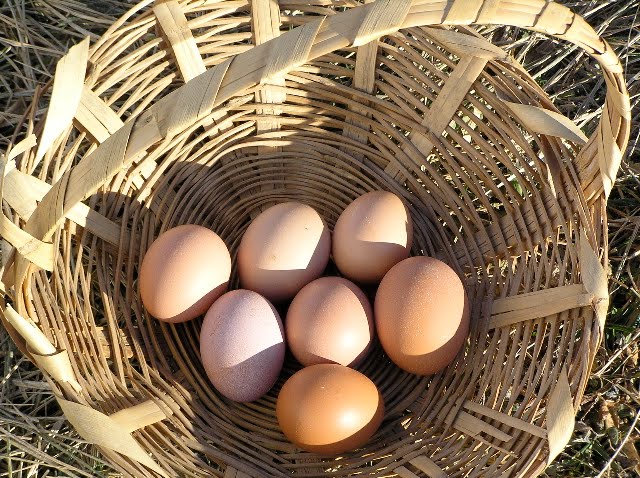 [fresh+eggs.jpg]
