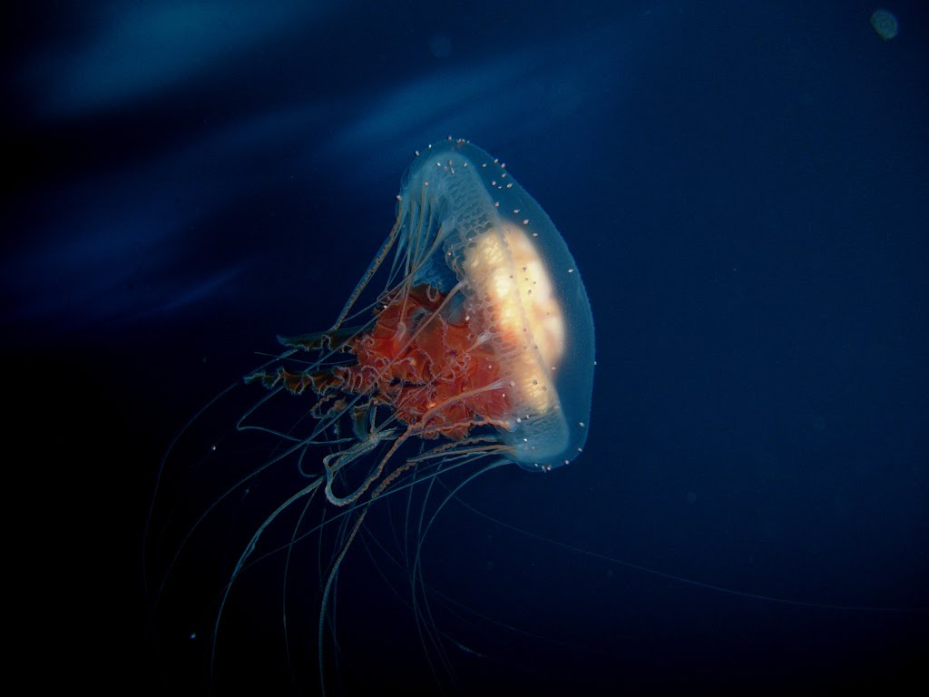 [jellyfish_h1-1024.jpg]
