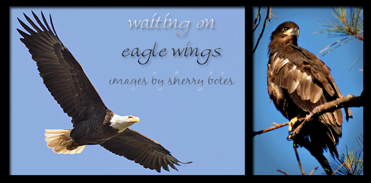 waiting on eagle wings: the Shiloh eagles