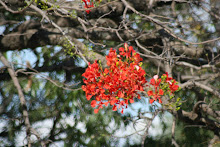 African Christmas Tree