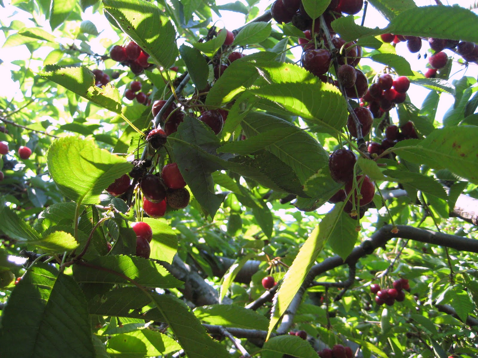 Equal Opportunity Kitchen Cherry Picking