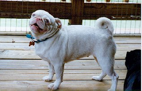 white pug with blue eyes