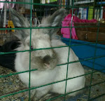C.Pearl