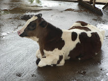 Anak Lembu Holstein