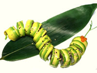 [CaterpillerRoll.jpg]