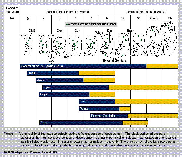 049CAMPAIGN Alcohol and Pregnancy