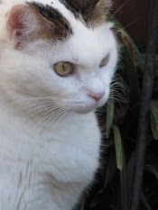 Bonnie