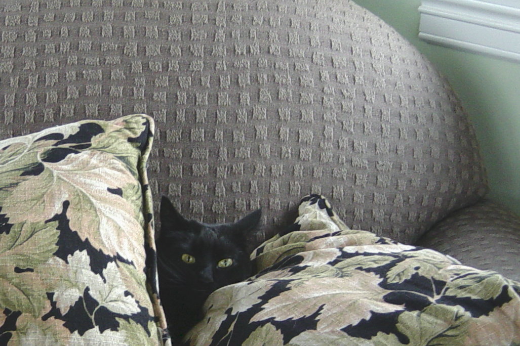 [cats+in+cushions+014.JPG]