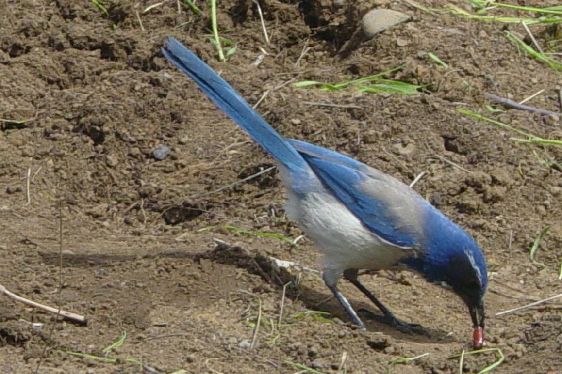 [garden,+jay,+insect+023.JPG]