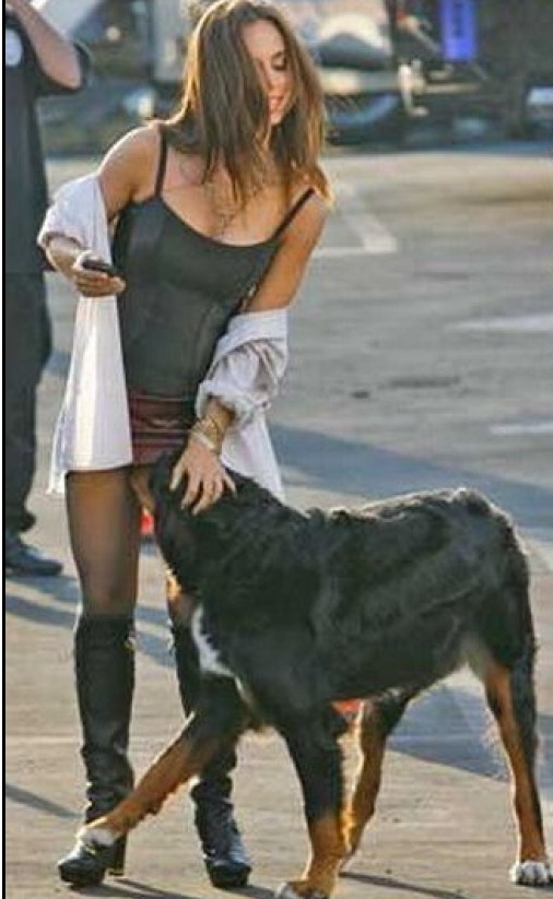 sniffing dogs sniffing dogs serious breeds picture sniffing dogs sniffing dogs serious breeds picture