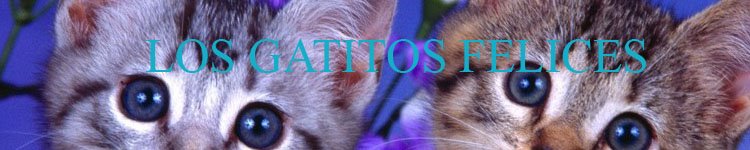 gatitos