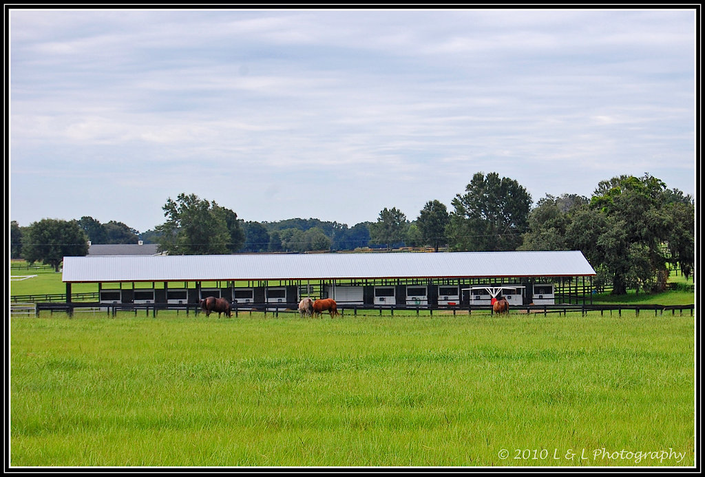Ocala, Central Florida & Beyond Horse farms & thoroughbreds Ocala