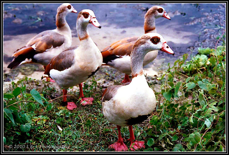 Florida Fotos Florida ducks