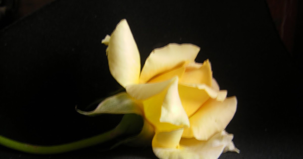 It's My LIFE The Yellow Rose
