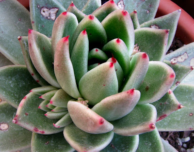 http://2.bp.blogspot.com/_aWkXl6Op3yA/SYq4z0syy1I/AAAAAAAAAN4/j4f1hQGDfoI/s400/echeveria+agavoides+(2).jpg