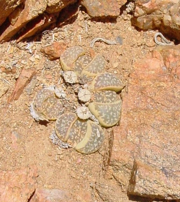 Lithops naureeniae