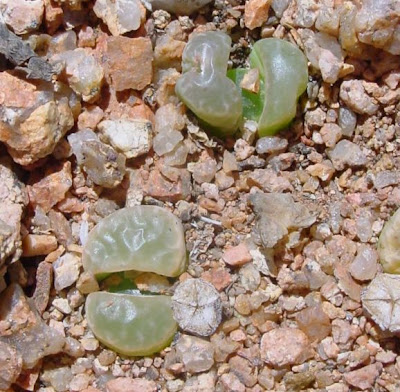 Lithops naureeniae