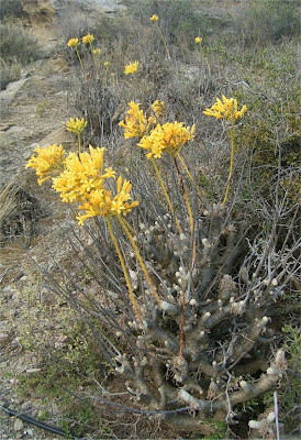 Tylecodon cacalioides