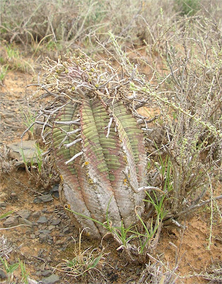 Euphorbia valida