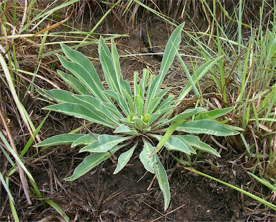 Euphorbia bupleurifolia