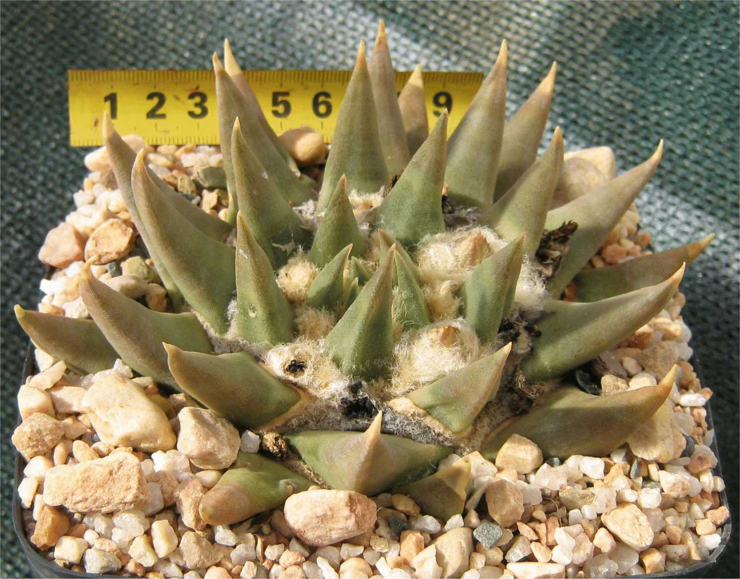 Ariocarpus Trigonus