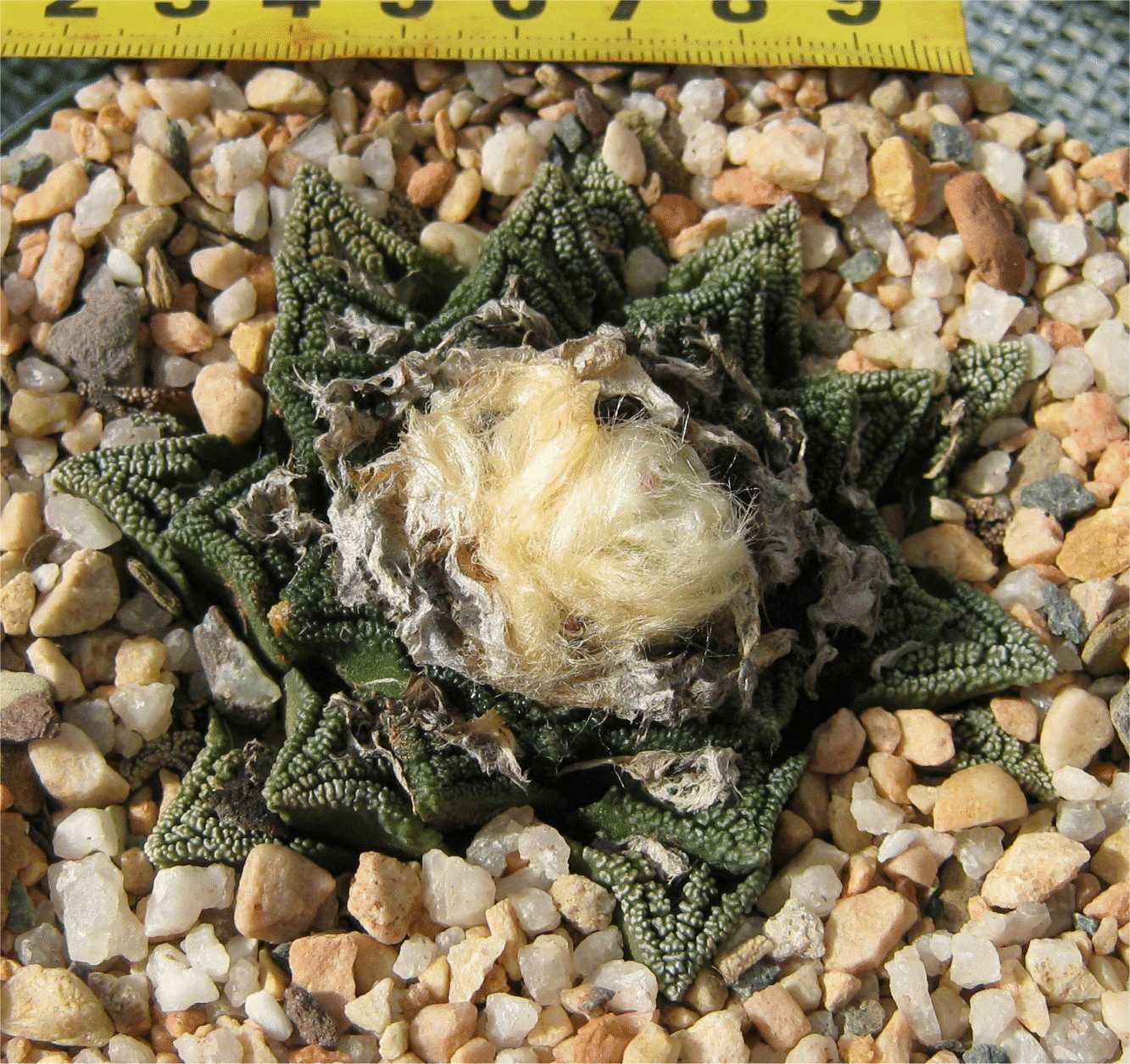 Ariocarpus Bravoanus